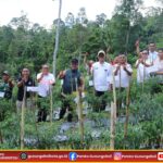 Panen Perdana Cabai BUMDes Sendroro, Wali Kota Gunungsitoli: Dari Desa Kita Wujudkan Kedaulatan Pangan