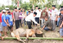 Penyerahan Hewan Qurban di Masjid Jami’ Syuhada Desa Olora oleh Pemko Gunungsitoli